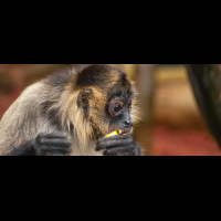 spider monkey eating fruit
 - Costa Rica