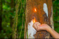 Turpentine Tree In Los Patos Trail
 - Costa Rica