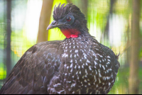 crested guan parque simon bolivar san jose 
 - Costa Rica