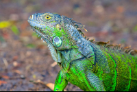 Green Iguana Profile Palo Verde National Park
 - Costa Rica