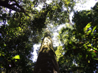 manuel antonio national park canopy  
 - Costa Rica