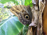 Owl Butterfly
 - Costa Rica