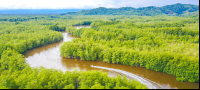 sierpe wetlands aerial views 
 - Costa Rica