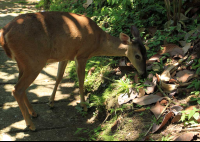 rancho margot deer 
 - Costa Rica