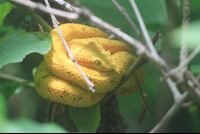 moneverde serpentarium golden eyelash palm pit viper 
 - Costa Rica