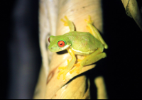 childrens eternal rainforest san gerardo tree frog 
 - Costa Rica