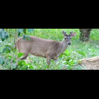 deer curu refuge
 - Costa Rica