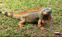 anhinga lodge green iguana 
 - Costa Rica