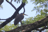 bare throat tiger heron 
 - Costa Rica