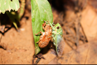 Secada
 - Costa Rica