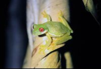 san gerardo red eyed tree frog 
 - Costa Rica