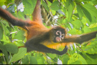 Spider Monkey Corcovado National Park La Leona Station Costa Rica
 - Costa Rica