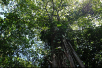 cahuita national park attraction page trees 
 - Costa Rica