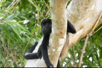 howler monkey stare 
 - Costa Rica