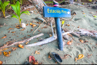 turtle hatching at piro beach costa rica  
 - Costa Rica