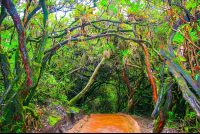 Trails Poas Volcano  Copy
 - Costa Rica