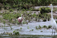 crocodile safari tour roseate spoonbill 
 - Costa Rica