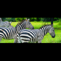 chapman zebra africa mia liberia 
 - Costa Rica