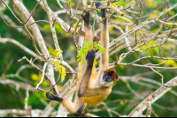 spider monkey curu refuge 
 - Costa Rica