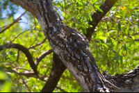 Black Spiny Tailed Iguana Nosara Reserve  Edit
 - Costa Rica