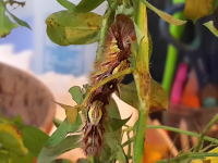 Larvae On Leaf At Lab Montezuma Butterfly Garden
 - Costa Rica