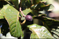 curi cancha wild avocado 
 - Costa Rica