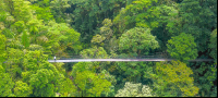 A Person Standing On Arenal Hanging Bridges Mistico Park Aerial View
 - Costa Rica