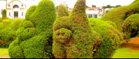 Pork Shaped Cypresses In Zarcero Park
 - Costa Rica