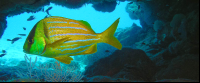 Fish Underwater Cave
 - Costa Rica