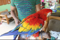 scarlet macaw close fullbody
 - Costa Rica