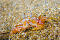 Crab On Sand Looking At The Camera
 - Costa Rica