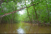 damas mangroves 
 - Costa Rica