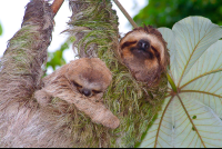 sloths on cecropia tree manuel antonio 
 - Costa Rica