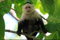 cahuita national park attraction page capuchin 
 - Costa Rica