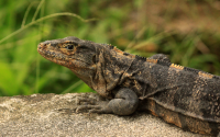 hotel karahe black iguana 
 - Costa Rica