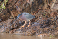 Gray Young Bird On Tacoles Riverbank
 - Costa Rica