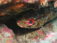 fish underwater 
 - Costa Rica