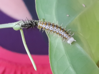 Black Yellow White Larvae Montezuma Butterfly Gardens
 - Costa Rica