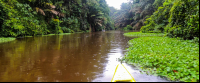 tortuguero national park attraction canoe canal 
 - Costa Rica