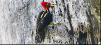 Woodpecker Stairing At The Camera
 - Costa Rica