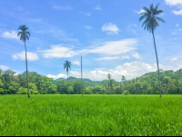 Walking From Entrance
 - Costa Rica