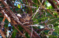 manglar isla mangrove kayak boa constrictor 
 - Costa Rica