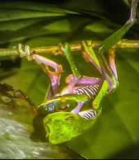 red eye green tree frog mating la leona nightwalk costa rica 
 - Costa Rica