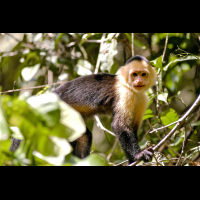 white face monkey staring at camera tortuguero 
 - Costa Rica