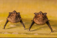 bat curu 
 - Costa Rica