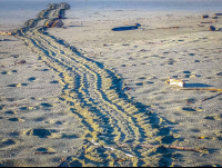 Turtle Tracks Towards The Ocean At Piro Beach
 - Costa Rica