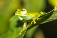 emerald glass frog 
 - Costa Rica