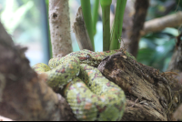 moneverde serpentarium eyelash palm pit viper 
 - Costa Rica