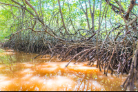 Exposed Mangrove Root At Low Tide In The Tamarindo Estuary
 - Costa Rica