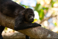 Howler Monkey Nosara Reserve  Edit
 - Costa Rica